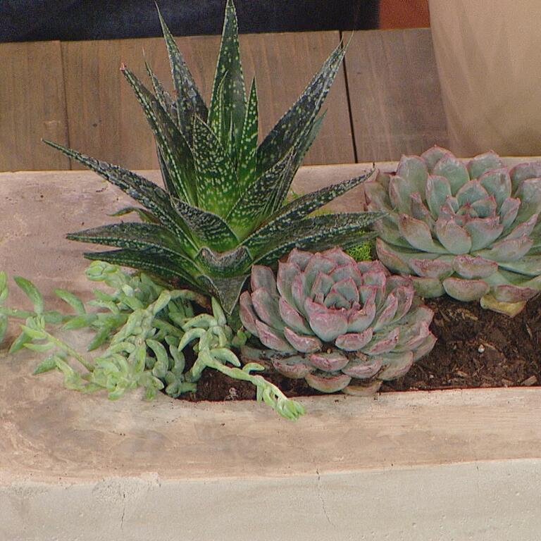 Cement Planter