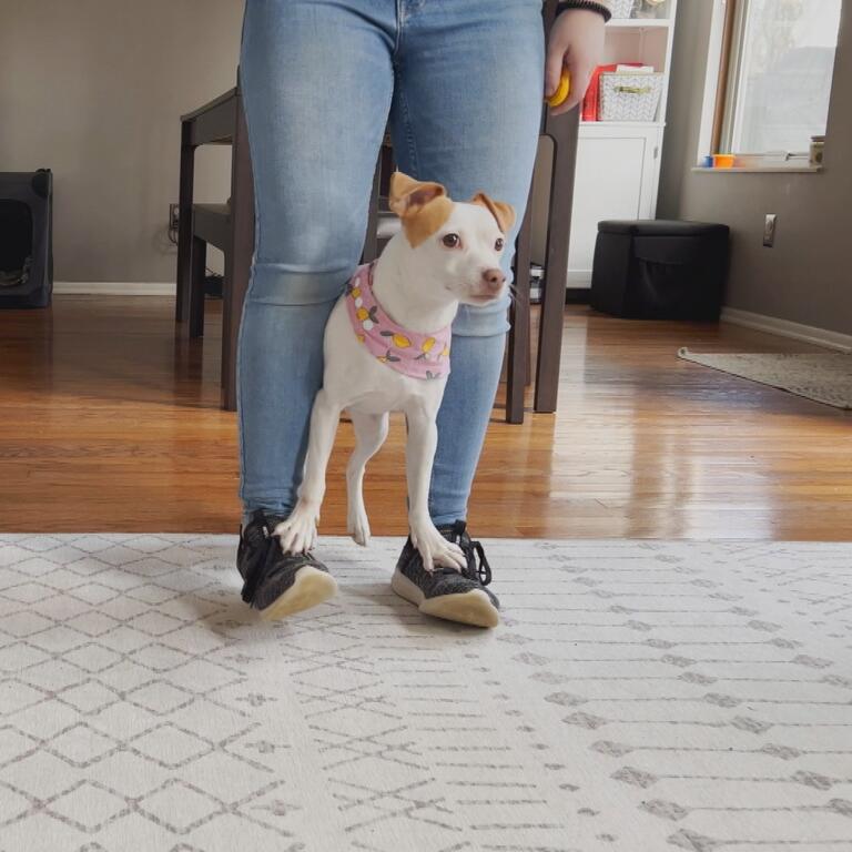 luna the dog