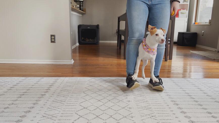 luna the dog