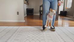 luna the dog