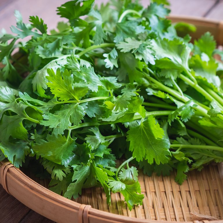 cilantro
