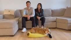 Dash the Corgi